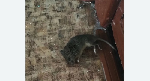 Дезинфекция от мышей в Ховрино города Москвы