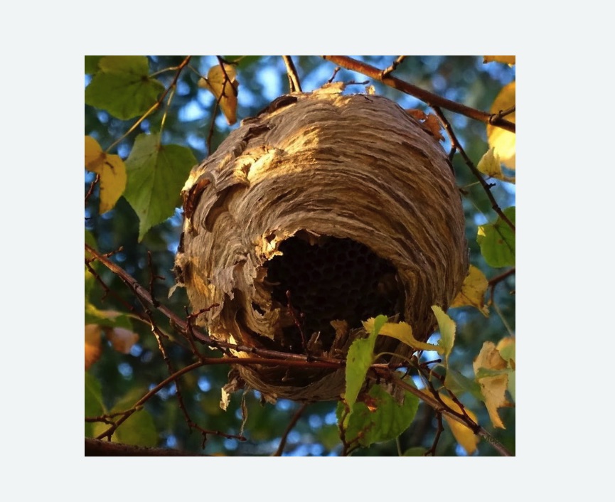 Обработка от шершней в Ховрино города Москвы