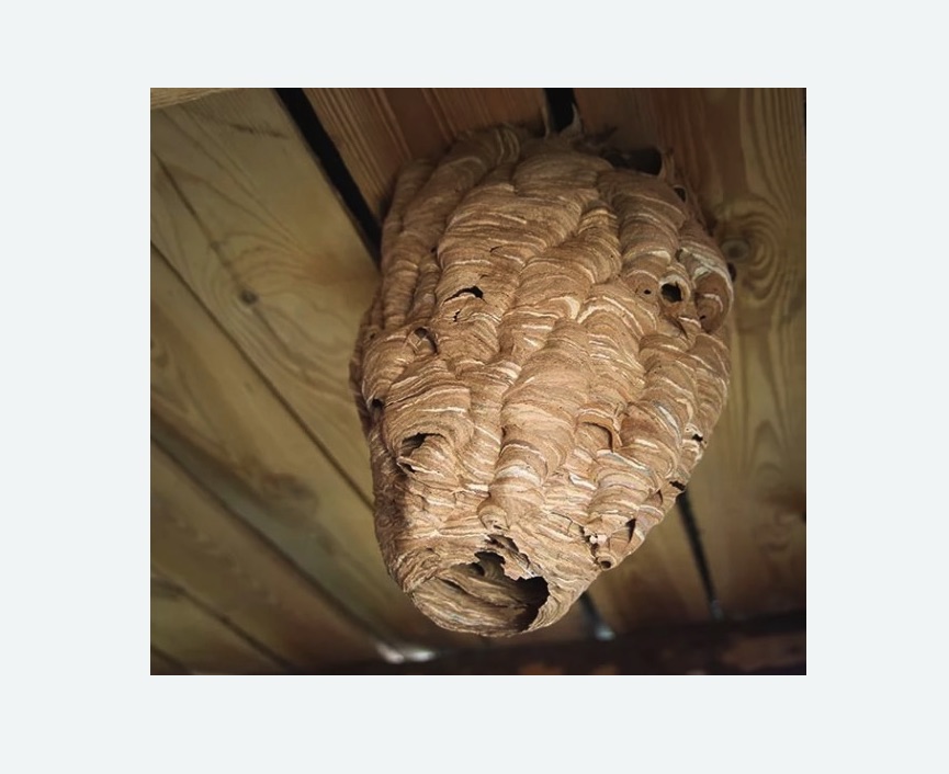 обработка от шершней в Ховрино города Москвы