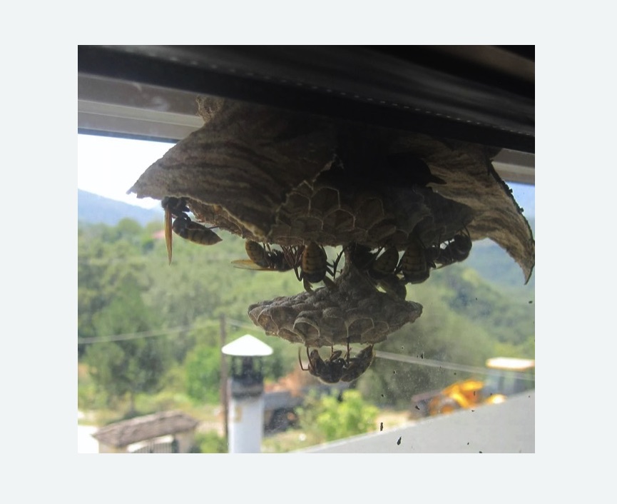 Уничтожение гнёзд шершней в Ховрино города Москвы