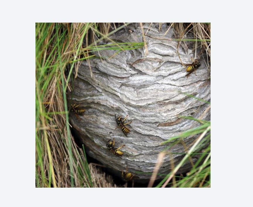 Уничтожение ос и ульев в Ховрино города Москвы